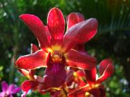 Asisbiz Orchids Soliman Paraiso gardens Tabinay Mindoro Oriental Philippine 060