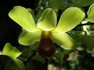 Asisbiz Orchids Soliman Paraiso gardens Tabinay Mindoro Oriental Philippine 062