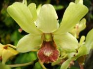 Asisbiz Orchids Soliman Paraiso gardens Tabinay Mindoro Oriental Philippine 065