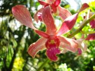Asisbiz Orchids Soliman Paraiso gardens Tabinay Mindoro Oriental Philippine 079
