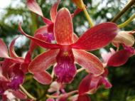 Asisbiz Orchids Soliman Paraiso gardens Tabinay Mindoro Oriental Philippine 081