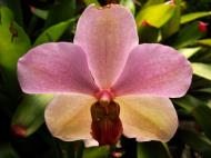 Asisbiz Orchids Soliman Paraiso gardens Tabinay Mindoro Oriental Philippine 101