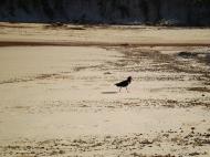 Asisbiz Oyster Catcher Marcus Beach Queensland Australia 03