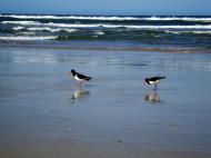 Asisbiz Oyster Catcher Marcus Beach Queensland Australia 07