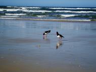Asisbiz Oyster Catcher Marcus Beach Queensland Australia 08