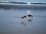 Asisbiz Oyster Catcher Marcus Beach Queensland Australia 09