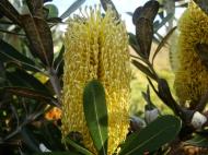 Asisbiz Flowers Banksia Noosa National Park 01