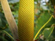 Asisbiz Flowers Banksia Noosa National Park 02