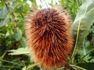 Asisbiz Flowers Banksia Noosa National Park 03