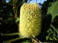 Asisbiz Flowers Banksia Noosa National Park 05