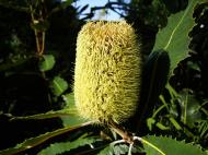 Asisbiz Flowers Banksia Noosa National Park 06