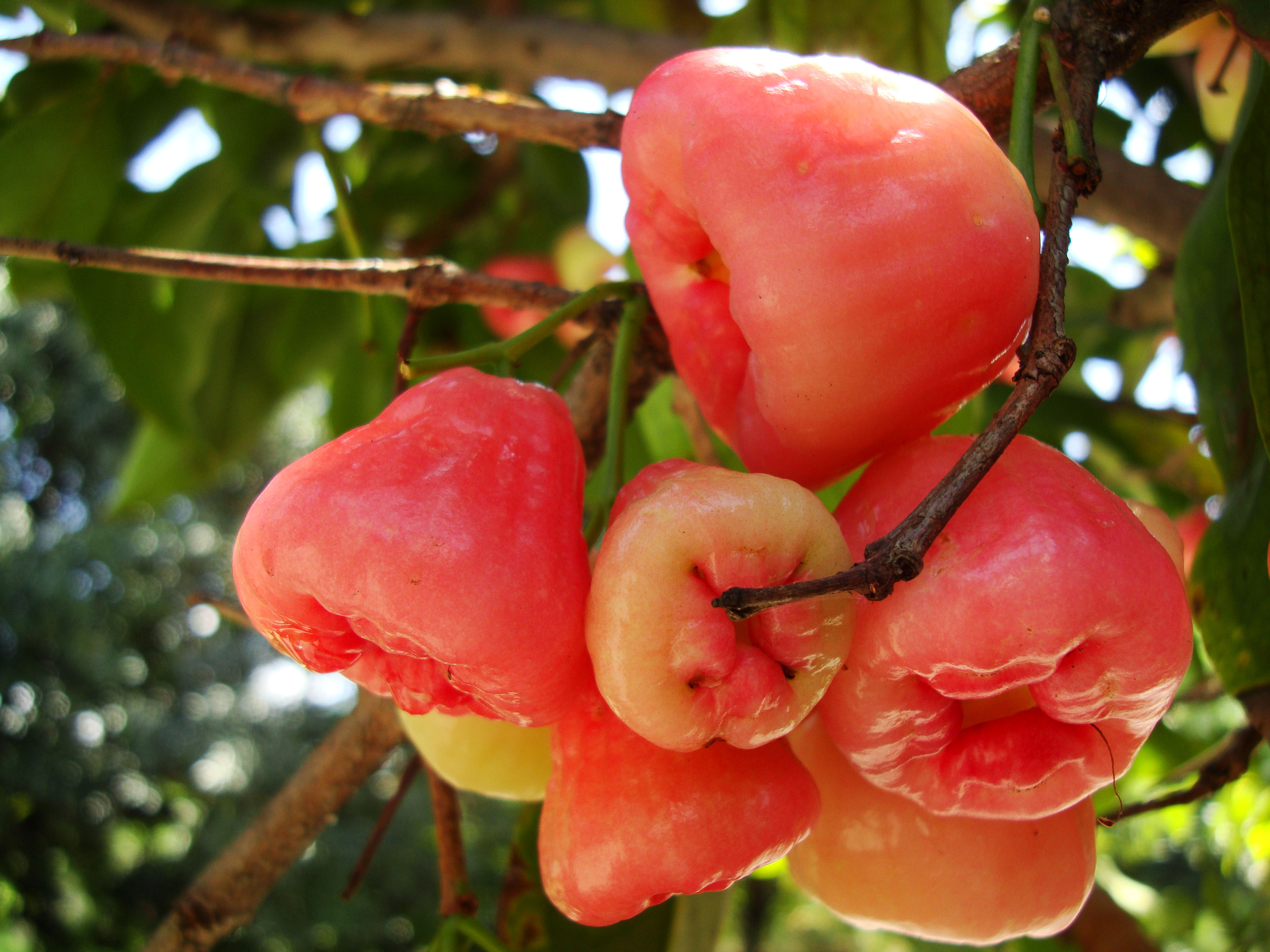 Asisbiz Philippines Fruits Berries Seeds 30