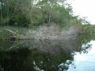 Asisbiz Textures Water Refections Nature River Everglades 09