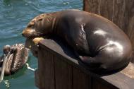 Asisbiz California Sea Lion Zalophus californianus Old Fishermans Grotto Wharf Monterey 03