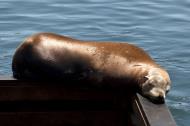 Asisbiz California Sea Lion Zalophus californianus Old Fishermans Grotto Wharf Monterey 20