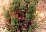 Asisbiz Australia Tasmania 01