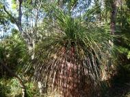 Asisbiz Black Boy Noosa National Park 01