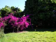 Asisbiz Bushes Shrubs Small Trees Flowering Bougainvillea 01