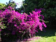 Asisbiz Bushes Shrubs Small Trees Flowering Bougainvillea 02