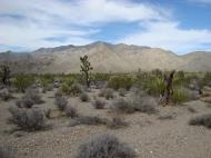 Asisbiz Navada Desert Bushes 01