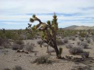 Asisbiz Navada Desert Bushes 03