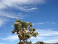 Asisbiz Navada Desert Bushes 04