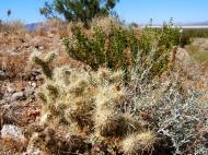Asisbiz Navada Desert Bushes 07