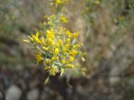 Asisbiz Navada Desert Bushes 08