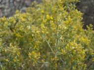 Asisbiz Navada Desert Bushes 09