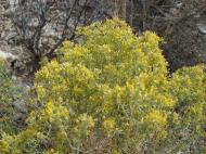 Asisbiz Navada Desert Bushes 10