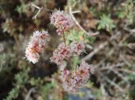 Asisbiz Navada Desert Bushes 12