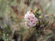 Asisbiz Navada Desert Bushes 13