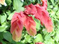 Asisbiz Philippines Alabang colored shrub 01