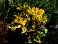 Asisbiz Philippines San Francisco Bushes 01