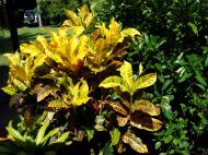 Asisbiz Philippines San Francisco Bushes 02