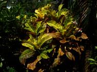 Asisbiz Philippines San Francisco Bushes 03