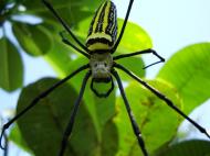 Asisbiz Spider Golden Orb weavers Nephila female Philippines Mar 2009 03