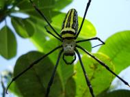 Asisbiz Spider Golden Orb weavers Nephila female Philippines Mar 2009 04