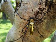 Asisbiz Spider Golden Orb weavers Nephila female Philippines Mar 2009 08