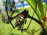 Asisbiz Spider Golden Orb weavers Nephila female Philippines Mar 2009 12