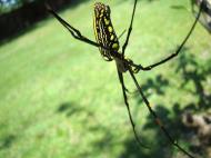 Asisbiz Spider Golden Orb weavers Nephila female Philippines Mar 2009 13