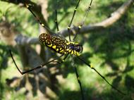 Asisbiz Spider Golden Orb weavers Nephila female Philippines Mar 2009 16