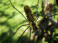 Asisbiz Spider Golden Orb weavers Nephila female Philippines Mar 2009 17