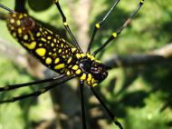 Asisbiz Spider Golden Orb weavers Nephila female Philippines Mar 2009 18