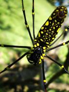 Asisbiz Spider Golden Orb weavers Nephila female Philippines Mar 2009 19