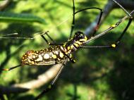 Asisbiz Spider Golden Orb weavers Nephila female Philippines Mar 2009 21