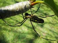 Asisbiz Spider Golden Orb weavers Nephila female Philippines Mar 2009 24