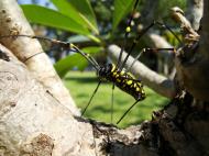 Asisbiz Spider Golden Orb weavers Nephila female Philippines Mar 2009 26