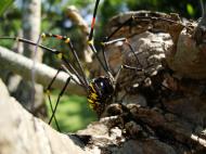 Asisbiz Spider Golden Orb weavers Nephila female Philippines Mar 2009 31