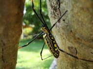 Asisbiz Spider Golden Orb weavers Nephila female Philippines Mar 2009 35